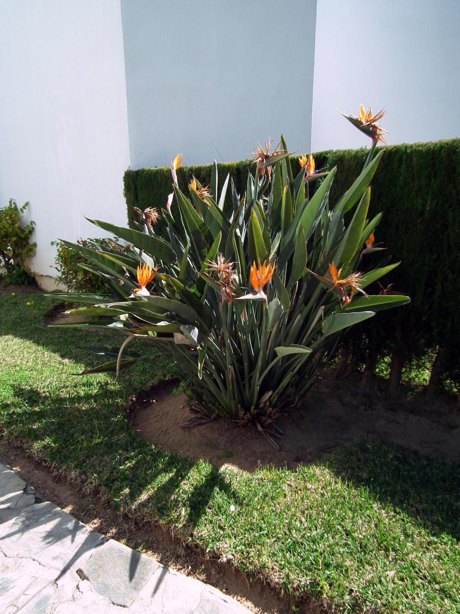 Apartamento Nerja Playa Burriana Esterno foto